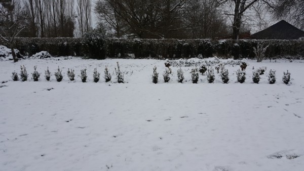 Potager sous la neige